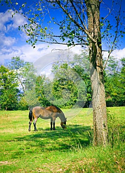 Horse grazing photo