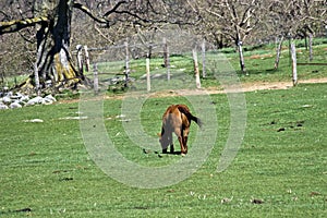 Horse Grazing