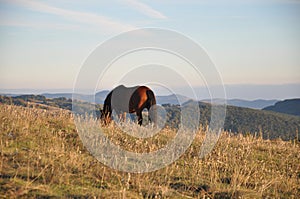 Horse grazing