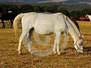 Horse grazing