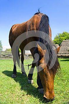 Horse grazing photo