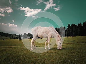 A horse grazing beautiful scenes