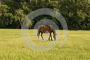 the horse is grazing on the Brazilian fazenda, Rio Grande do Sul photo