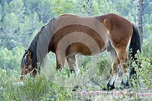 horse grazing in the bush in the middle of nature