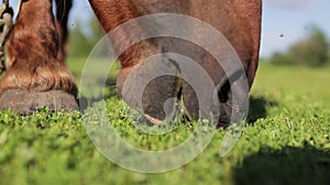 Horse grazing eating green grass close up mouth lips teeth chewing