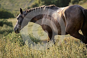 Horse grazing in the evening light after work