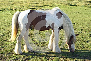 Horse grazing in a farmland