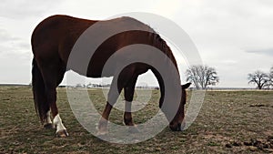 Horse grazing in field