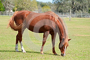 Horse grazing in a field