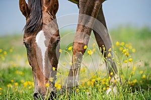 Horse grazing in field