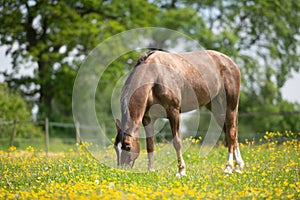 Horse grazing in field