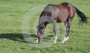 Horse grazing in field