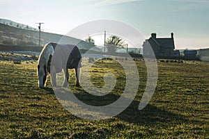 Horse grazing in field