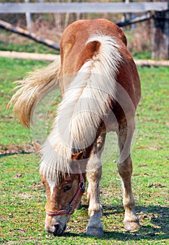 Horse grazing in field