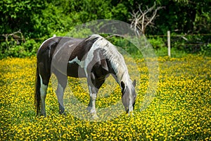 Horse grazing in a field