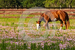 Horse Grazing in a Field of Buttercups