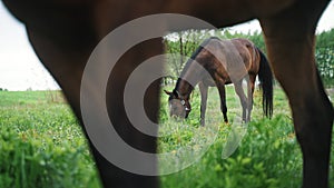 Horse Grazing In The Field - Dark Bay Horse Legs Closeup View - Horses Eating