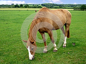 Horse grazing in field