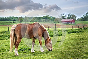 Horse grazing in a field on a Maryland farm in Spring