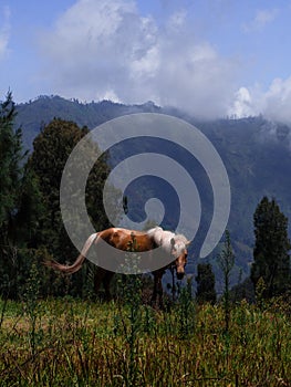 Horse Grazing in Field with Mountains Behind it