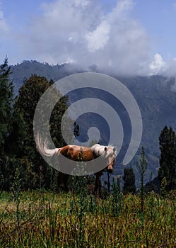 Horse Grazing in Field with Mountains Behind it