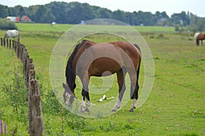 Horse grazing in a field near the town of Wijhe and Zwolle