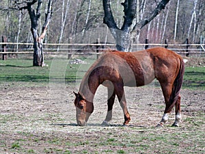 Horse grazing in field