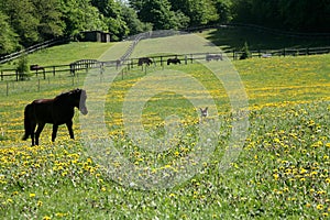 Horse grazing on a field in Spring in Denmark