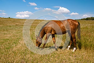 Horse grazing on field, Ukraine