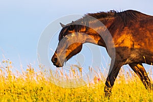 Horse grazing on a field in wild.