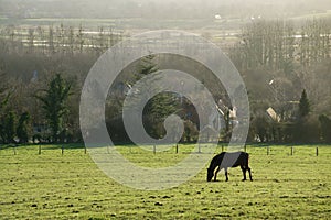 Horse grazing  in a field in winter in Normandy, France