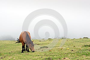 Horse grazing in the fog