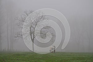 Horse grazing in the fog