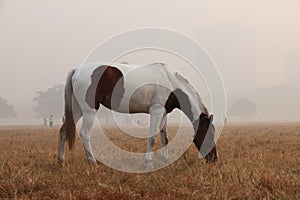 Horse grazing in a foggy morning