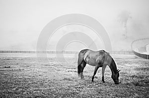 Horse Grazing on a Foggy Morning, B&W 1