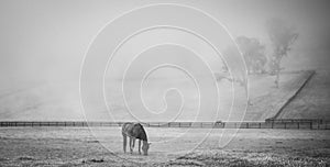 Horse Grazing on a Foggy Morning, B&W 2