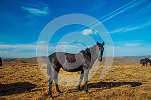 A Horse grazing in the foothills of Mount Elbrus. Kabardino-Balkaria, Russia. A herd of horses grazes peacefully in a