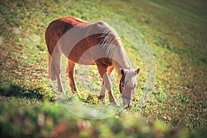 Horse grazing fresh green grass on pasture at sunny morning