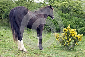 Horse grazing in front of a yellow furze bush