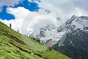 A horse grazing on the golden meadow of Sonamarg