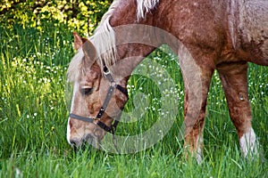 Un cavallo pascoli sul erba 