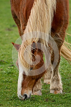 Horse grazing in grass field