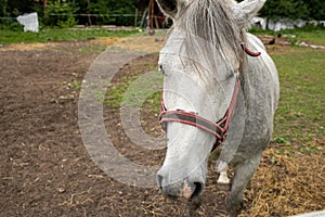 Horse grazing the grass on green meadow.