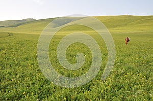 A horse grazing grass in pasture