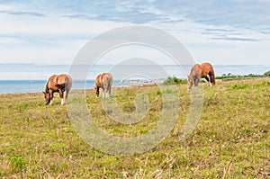 Horse grazing grass at Pointe Saint-Mathieu in Plougonvelin in Finistere