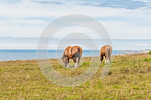 Horse grazing grass at Pointe Saint-Mathieu in Plougonvelin in Finistere