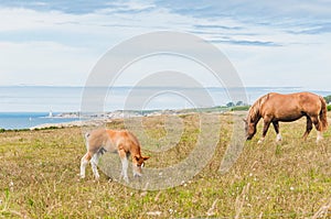 Horse grazing grass at Pointe Saint-Mathieu in Plougonvelin in Finistere