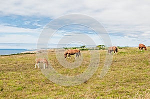 Horse grazing grass at Pointe Saint-Mathieu in Plougonvelin in Finistere