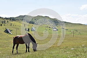 The horse grazing the grass and the small village and the hills in the background