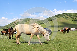 Horse grazing on a green field